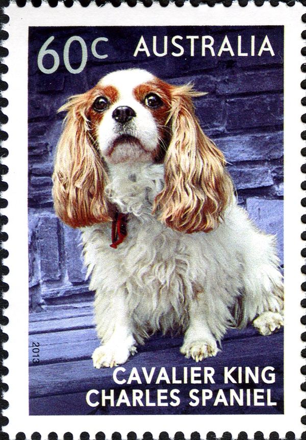 Cavalier King Charles Spaniel (Canis lupus familiaris)