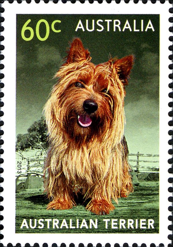 Australian Terrier (Canis lupus familiaris)