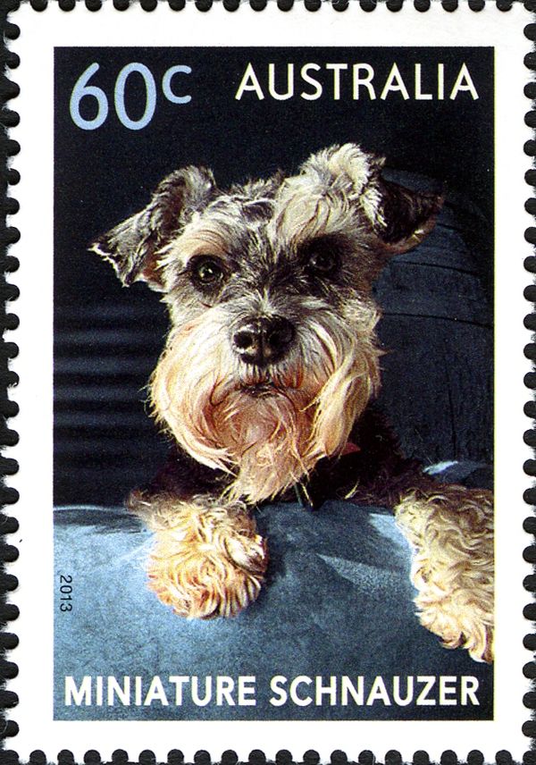 Miniature Schnauzer (Canis lupus familiaris)