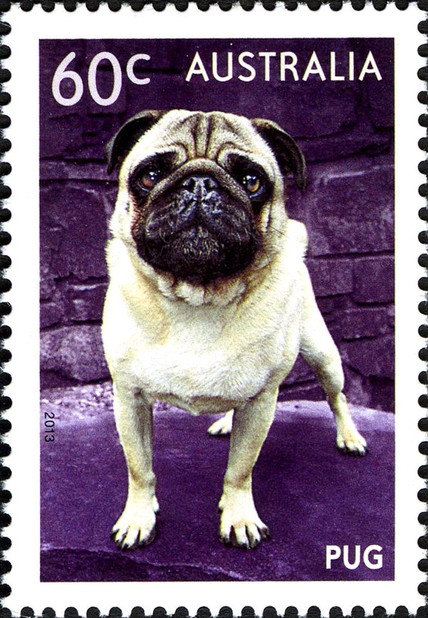Pug (Canis lupus familiaris)