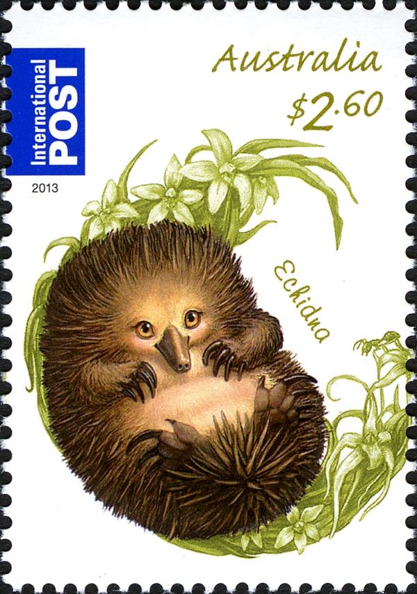 Short-beaked Echidna (Tachyglossus aculeatus)