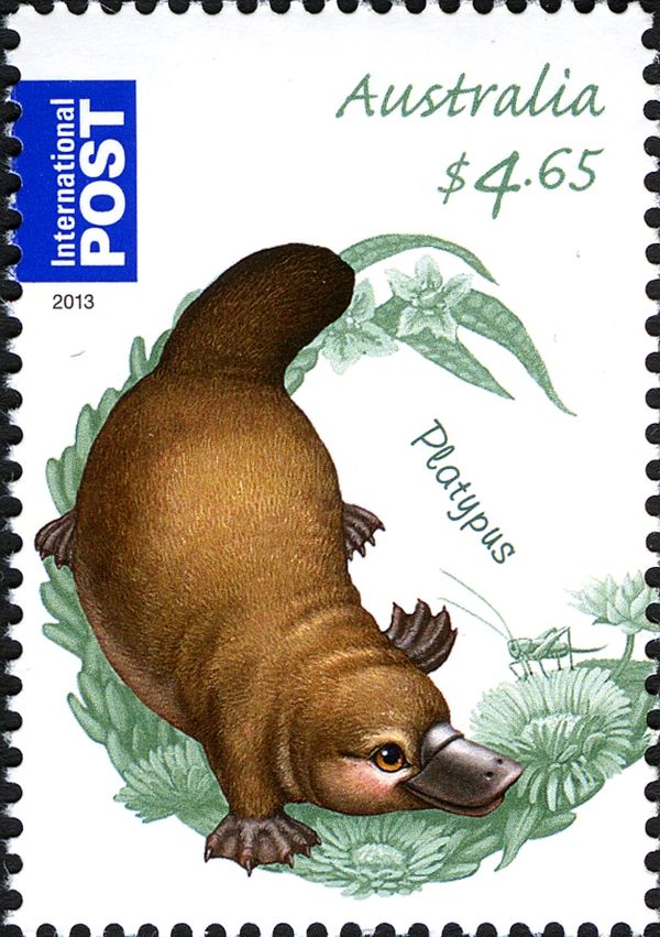 Platypus (Ornithorhynchus anatinus)