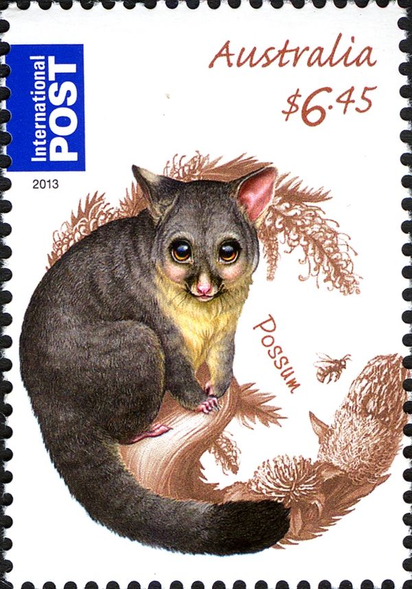 Brush-Tailed Possum (Trichosurus vulpecula)