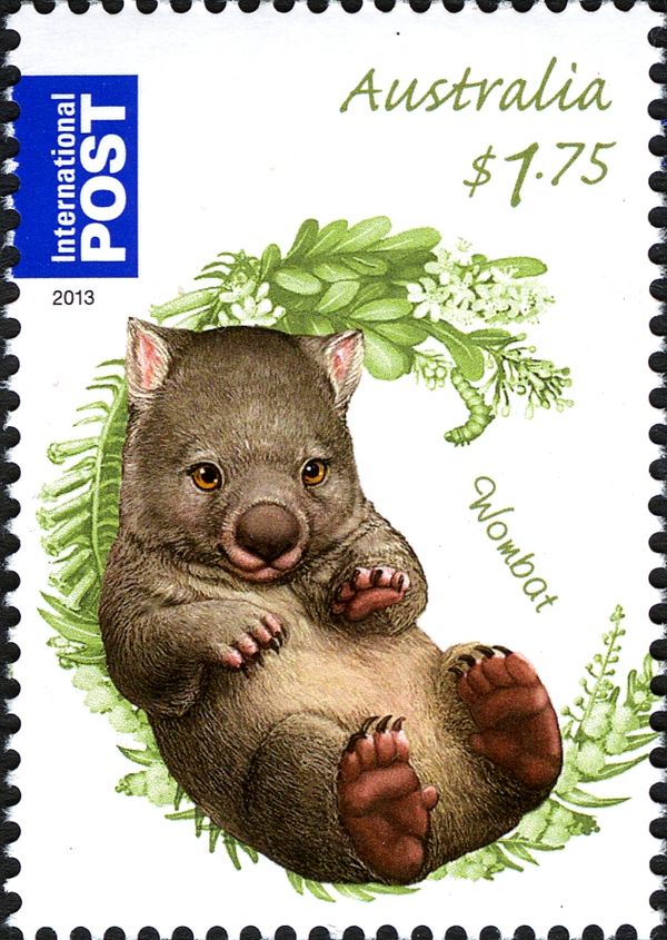 Common Wombat (Vombatus ursinus)