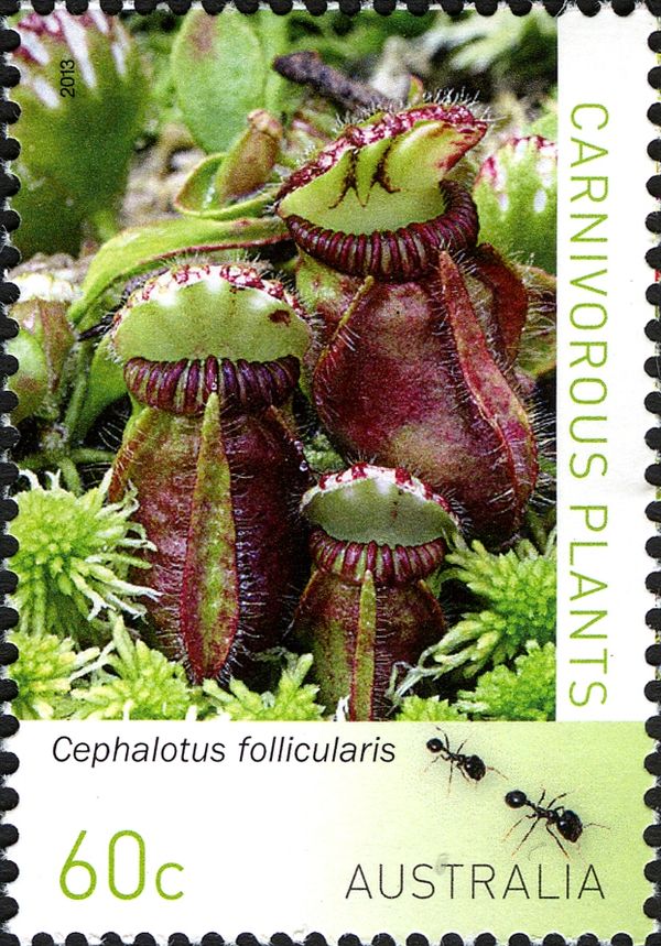 Cephalotus follicularis