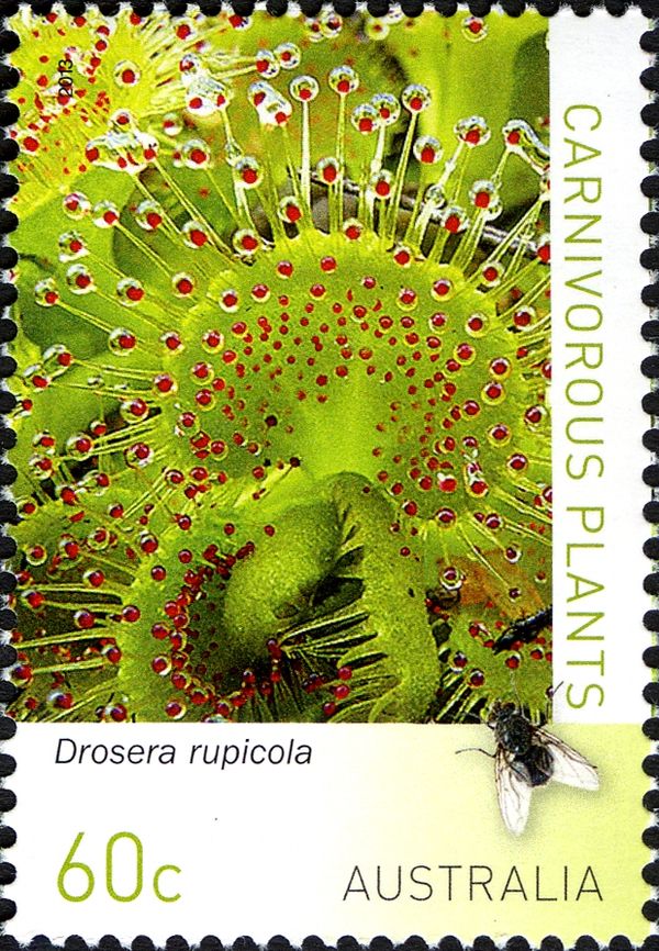 Drosera rupicola