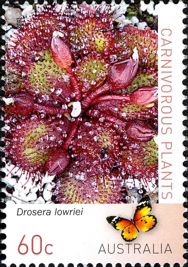 Drosera lowriei