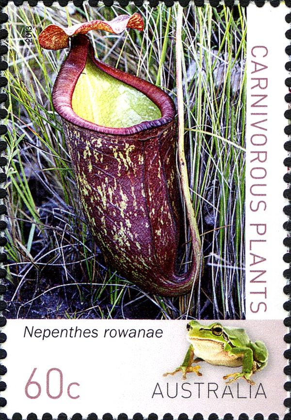 Nepenthes rowanae