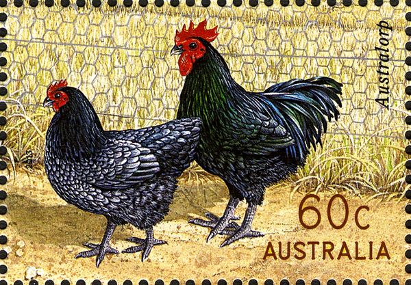 Australorp