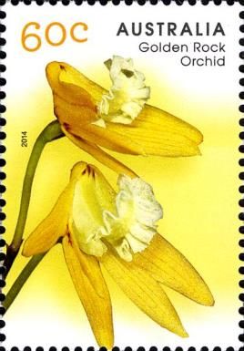 Golden Rock Orchid (Dockrillia striolata ssp.chrysantha)
