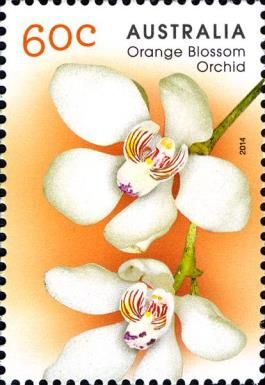 Orange-blossom Orchid (Sarcochilus falcatus)