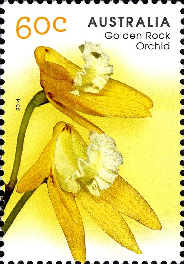 Golden Rock Orchid (Dockrillia striolata ssp.chrysantha)