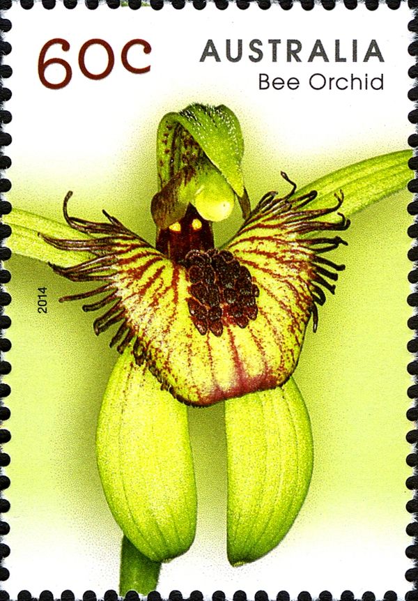Bee Orchid (Caladenia discoidea)