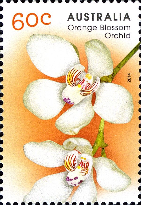 Orange-blossom Orchid (Sarcochilus falcatus)