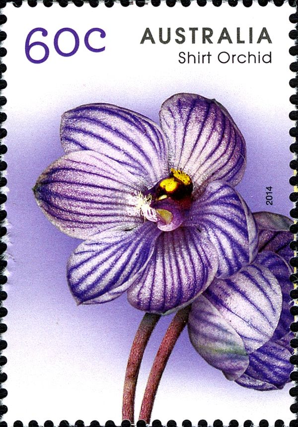 Shirt Orchid (Thelymitra campanulata)