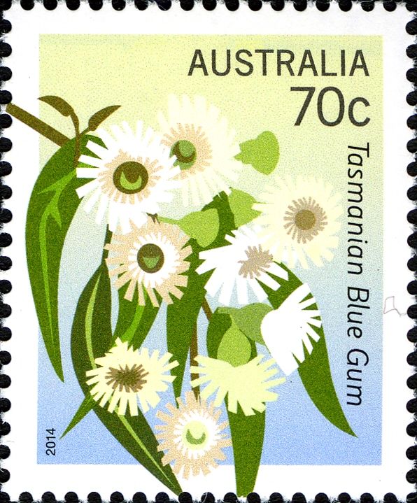 Tasmanian Blue Gum (Eucaluptus globulus)