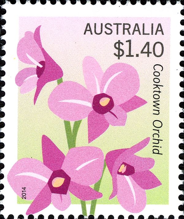 Cooktown Orchid (Dendrobium bigibbum)