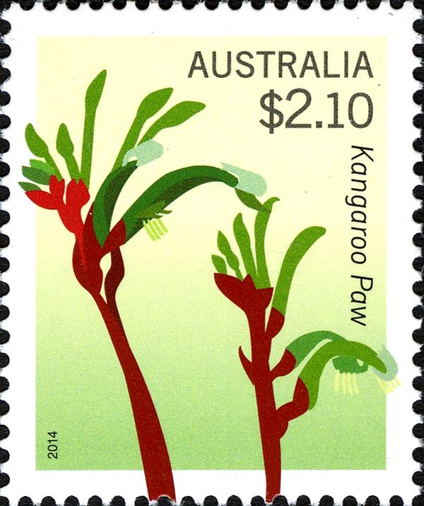 Kangaroo Paw (Anigozanthos manglesii)