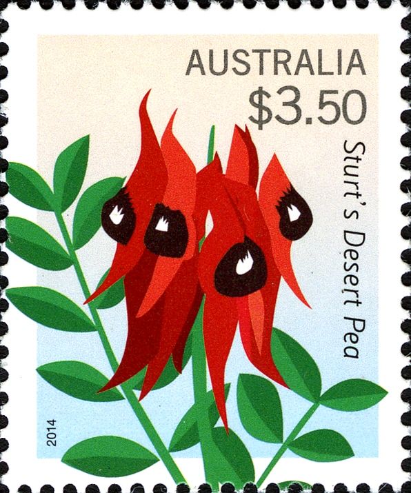 Sturt's Desert Pea (Swainsona formosa)