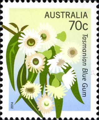 Tasmanian Blue Gum (Eucaluptus globulus)