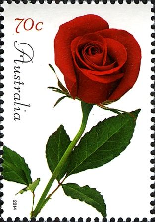 Red Rose 2014
