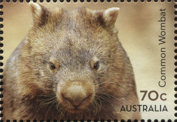 Common Wombat (Vombatus ursinus)