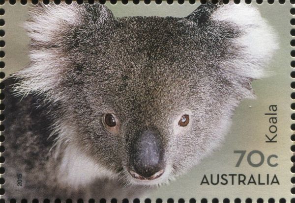 Koala (Phascolarctos cinereus)
