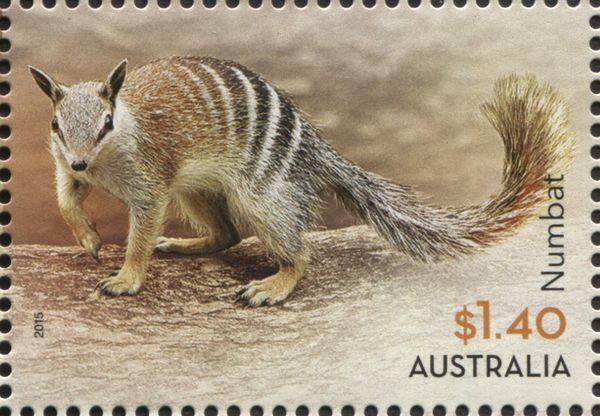 Numbat (Myrmecobius fasciatus)
