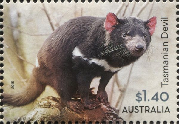 Tasmanian Devil (Sarcophilus harrisii)