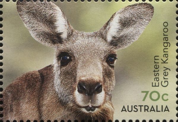 Eastern Grey Kangaroo (Macropus giganteus)