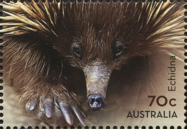 Short-beaked Echidna (Tachyglossus aculeatus)