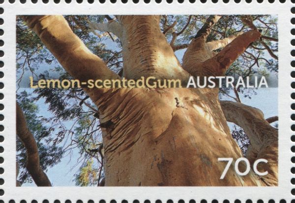 Lemon-Scented Gum Tree (Corymbia citriodora)