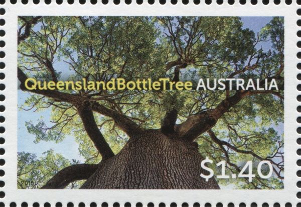 Queensland Bottle Tree (Brachychiton rupestris)