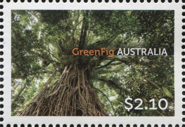 Green Fig
