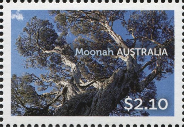 Moonah (Melaleuca lanceolata)
