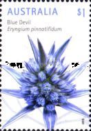 Blue Devil (Eryngium pinnatifidum)
