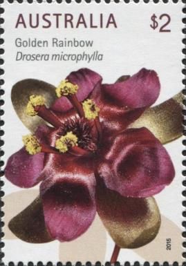 Golden Rainbow (Drosera microphylla)