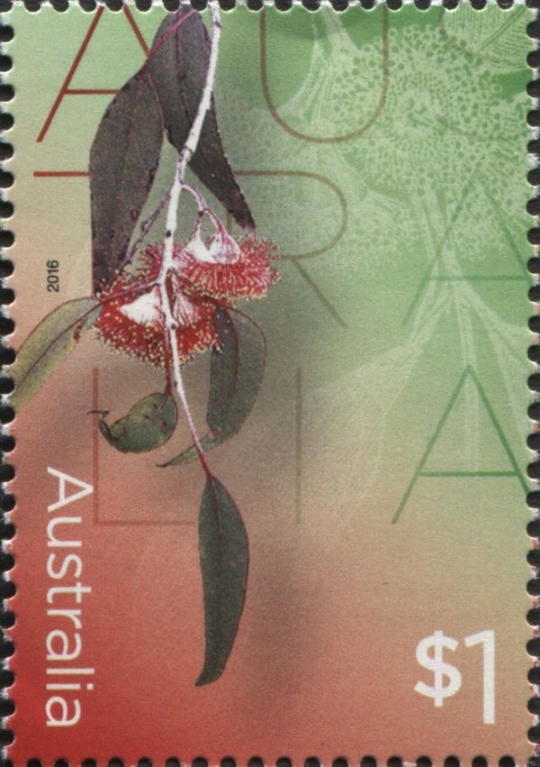 Flowering Gum