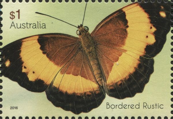 Bordered Rustic (Cupha prosope)