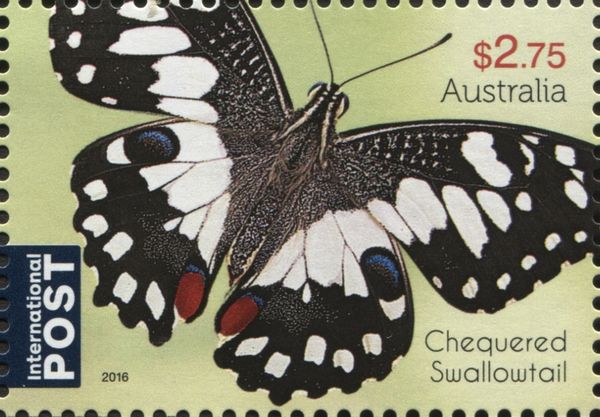 Chequered Swallowtail (Papilio demoleus)