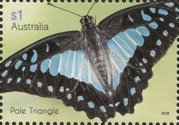 Pale Triangle (Graphium eurypylus)
