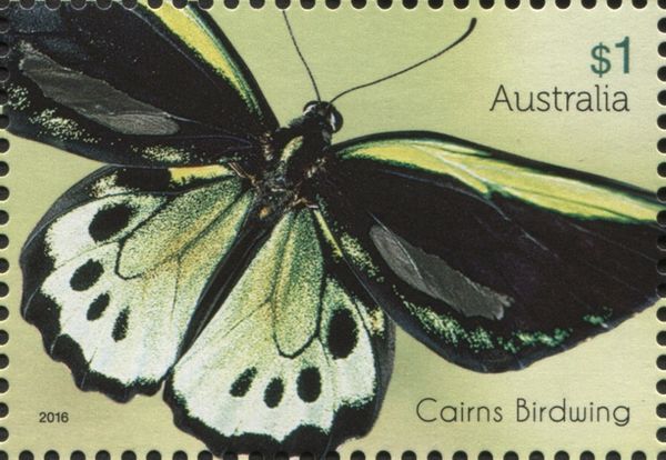 Cairns Birdwing (Ornithoptera euphorion)