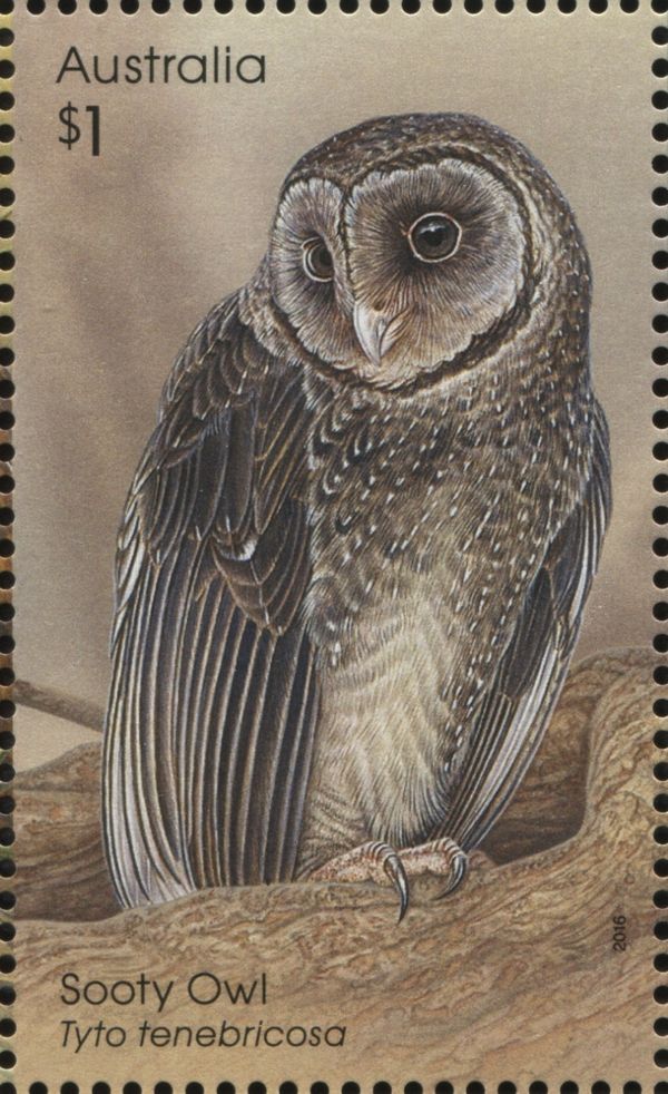 Sooty Owl (Tyto tenebricosa)