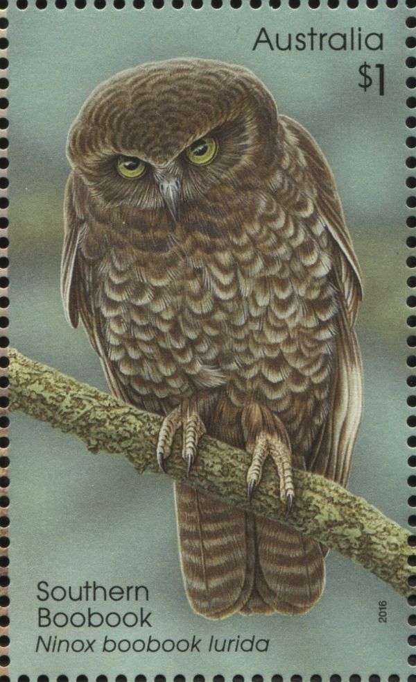 Southern Boobook (Ninox boobook lurida)