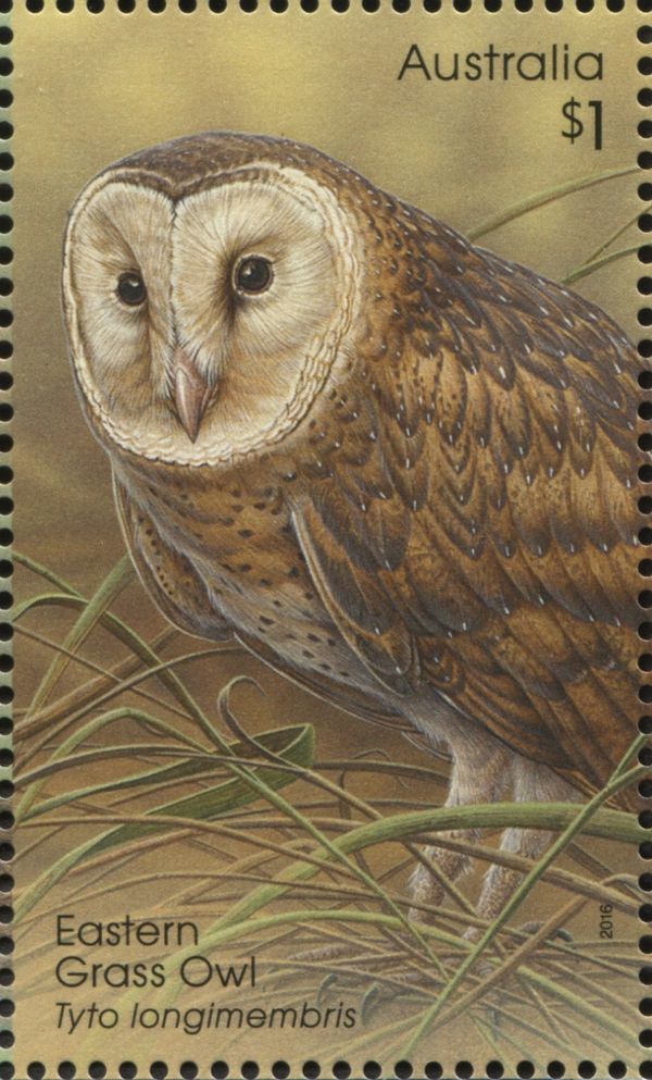 Eastern Grass Owl (Tyto longimembris)