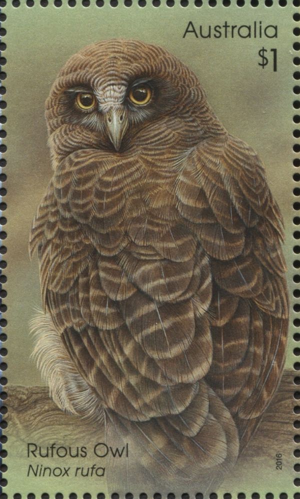 Rufous Owl (Ninox rufa)
