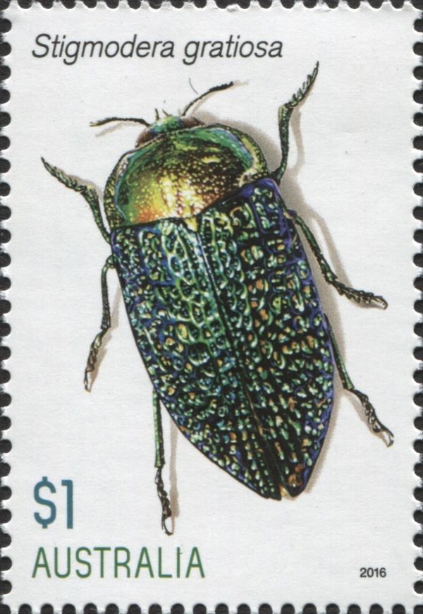 Jewel Beetle (Stigmodera gratiosa)