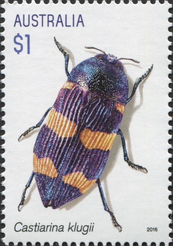 Jewel Beetle (Castiarina klugii)