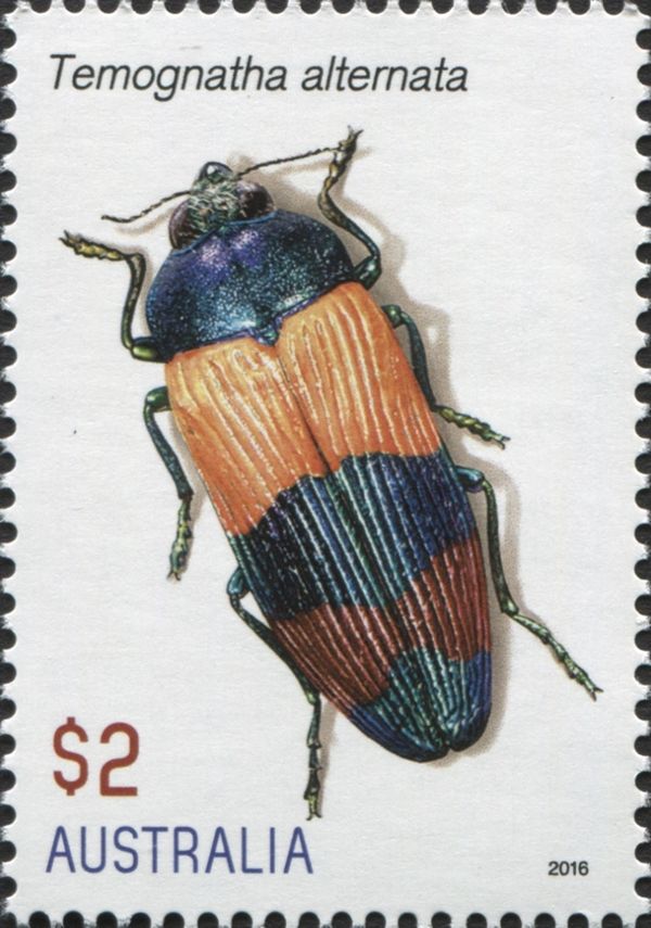 Variable Jewel Beetle (Temognatha alternata)