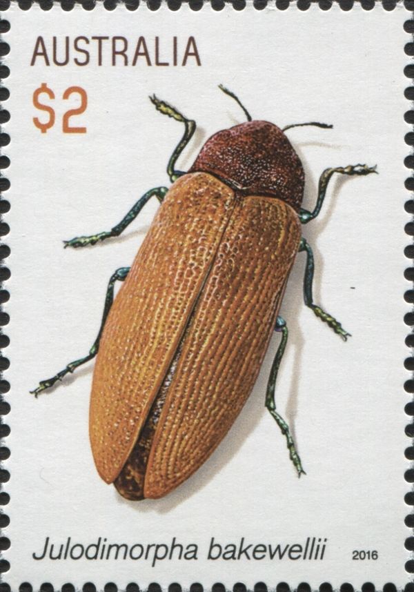 Giant Jewel Beetle (Julodimorpha bakewelli)